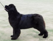 Превью фото № 229843