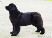 Превью фото № 229844