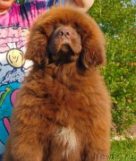 Превью фото № 229849