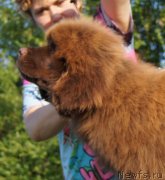 Превью фото № 229850