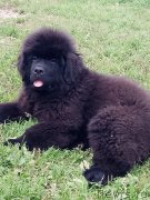 Превью фото № 229873