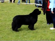 Превью фото № 229973