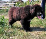 Превью фото № 229985