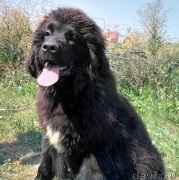 Превью фото № 229988