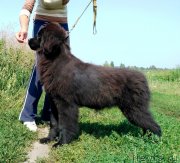 Превью фото № 229993