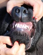 Превью фото № 230017