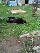 Превью фото № 230049