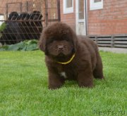 Превью фото № 230097