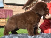 Превью фото № 230105