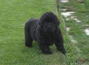 Превью фото № 230109