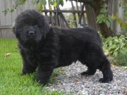 Превью фото № 230110