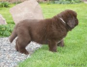 Превью фото № 230117