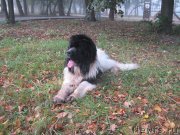 Превью фото № 230183