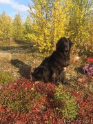 Превью фото № 230187