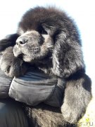 Превью фото № 230215