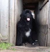 Превью фото № 230220