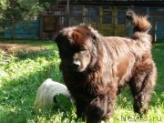 Превью фото № 230285