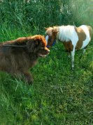 Превью фото № 230295