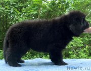 Превью фото № 230324