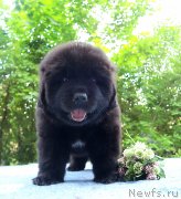 Превью фото № 230331