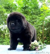 Превью фото № 230332