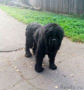 Превью фото № 230337