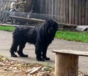 Превью фото № 230338