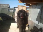 Превью фото № 230375