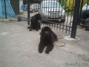 Превью фото № 230377