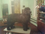 Превью фото № 230379