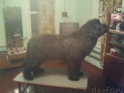 Превью фото № 230380