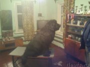 Превью фото № 230381