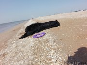 Превью фото № 230391