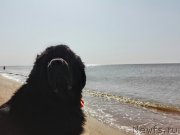 Превью фото № 230392