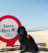 Превью фото № 230393