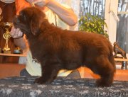 Превью фото № 230399