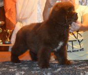 Превью фото № 230401