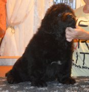 Превью фото № 230409