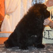 Превью фото № 230410