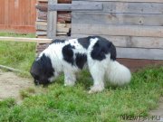 Превью фото № 230461