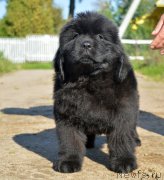 Превью фото № 230463