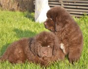 Превью фото № 230470