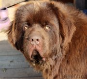 Превью фото № 230514