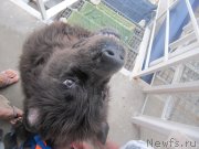 Превью фото № 230520