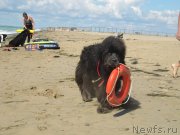 Превью фото № 230532