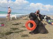 Превью фото № 230533