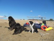 Превью фото № 230546