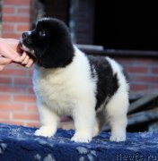 Превью фото № 230595