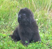 Превью фото № 230685