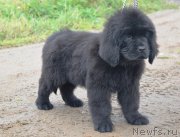 Превью фото № 230686